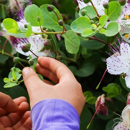 Apartament Zagare E Limoni Ostuni Zewnętrze zdjęcie
